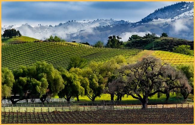 A painting of a vineyard with trees and mountains in the background.