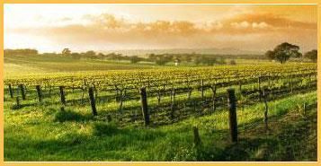 A vineyard with a barbed wire fence in the foreground and a sunset in the background.