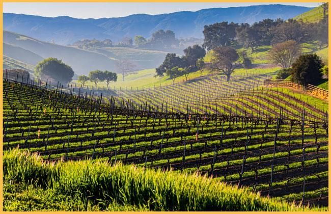 A picture of a vineyard with mountains in the background.