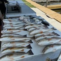 A bunch of fish are sitting on top of a table.