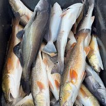 A bunch of fish are sitting on top of each other in a bucket.