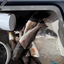 A bunch of fish are sitting on top of ice in a cooler.