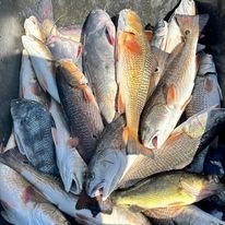 A bunch of fish are sitting on top of each other in a bucket.