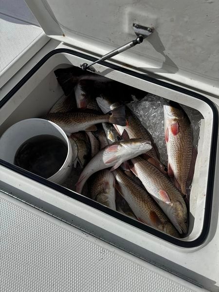 A cooler filled with fish and ice on a boat