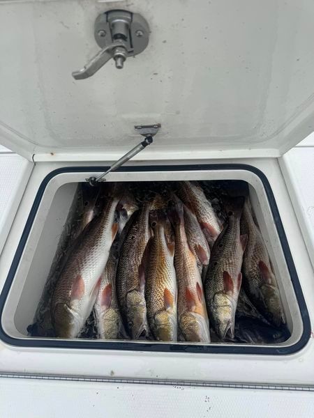 A bunch of fish are sitting in a cooler on a boat.