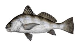 A drawing of a fish on a white background.