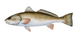 A drawing of a fish on a white background.