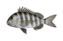 A black and white fish with a long tail is swimming on a white background.