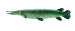 A green fish with a long beak is swimming on a white background.