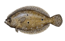 A close up of a fish with holes in it on a white background.