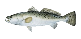 A fish with spots on it is swimming on a white background.