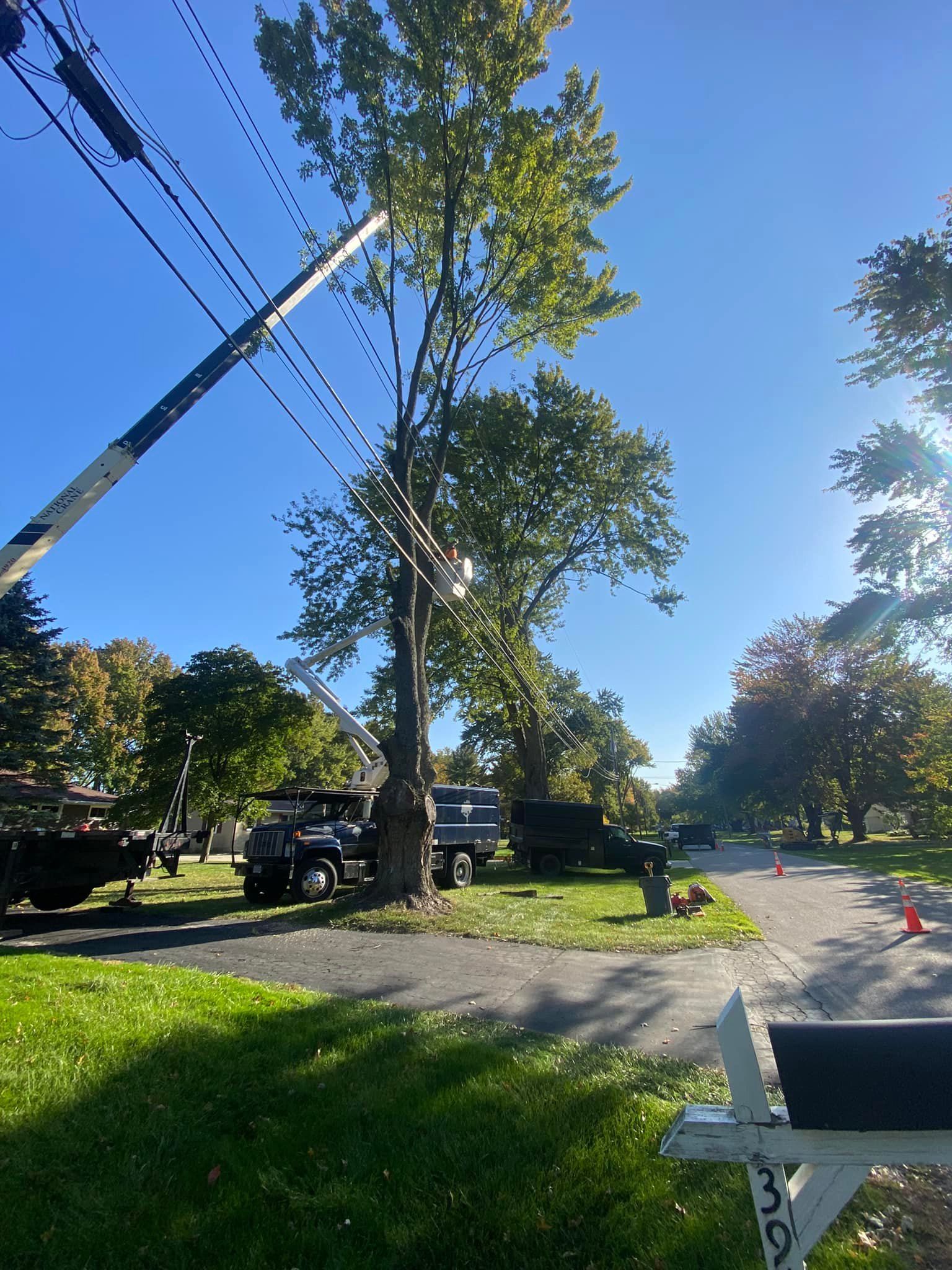 A crane is cutting a tree in a park.