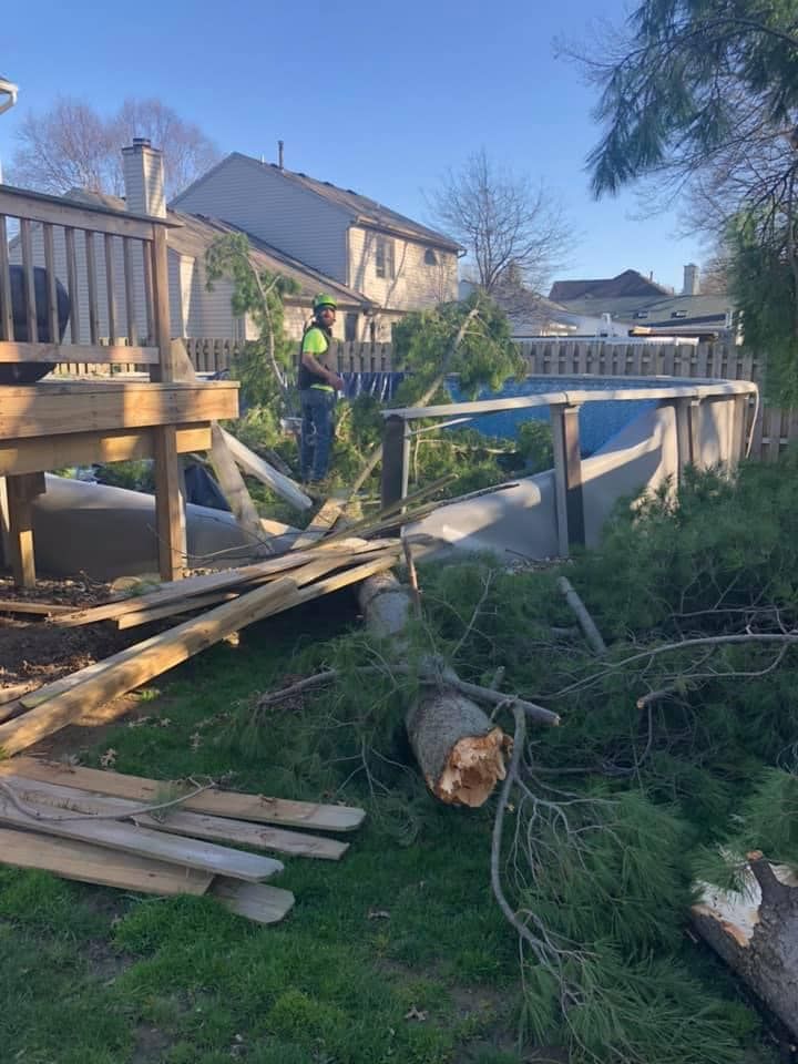 A man is standing next to a fallen tree in a backyard.