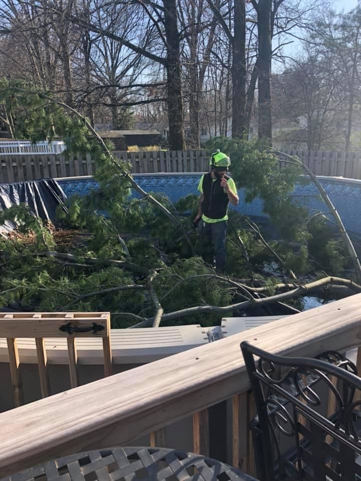 A man is standing on a deck next to a fallen tree.