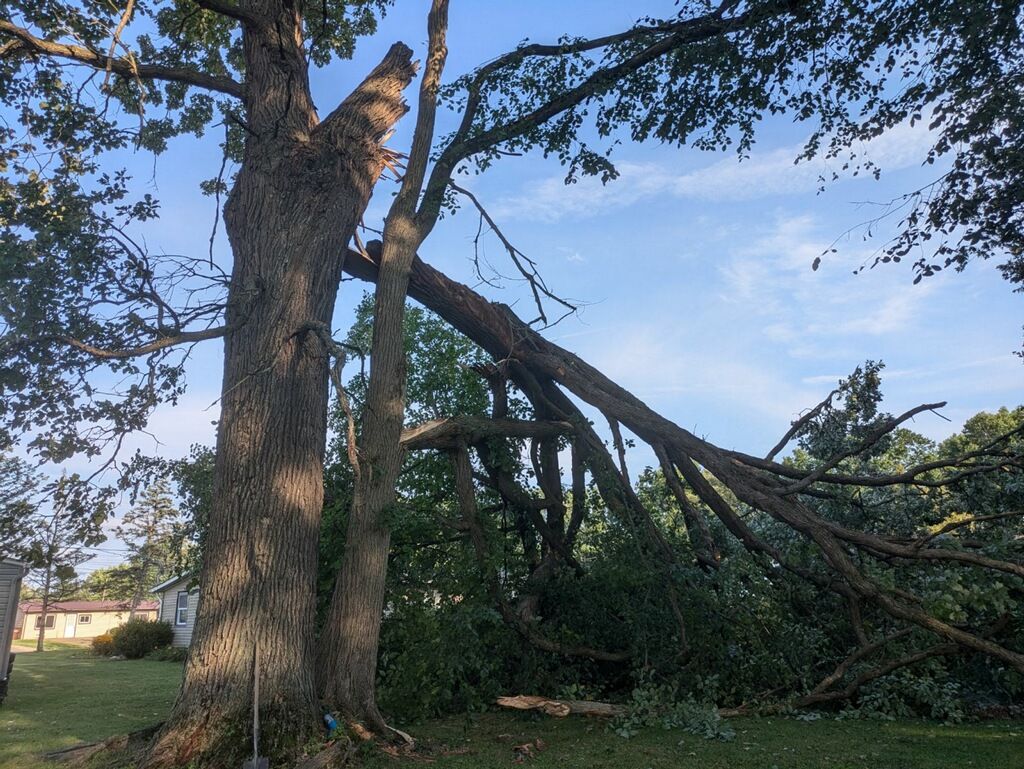 A large tree with a fallen branch in a yard.