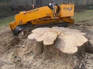 A large tree stump is being removed by a stump grinder.