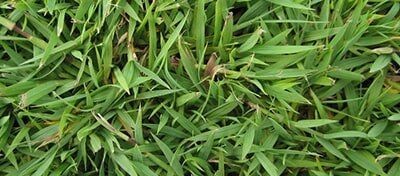 Grass 2 — Turf Installation in Gatton, QLD