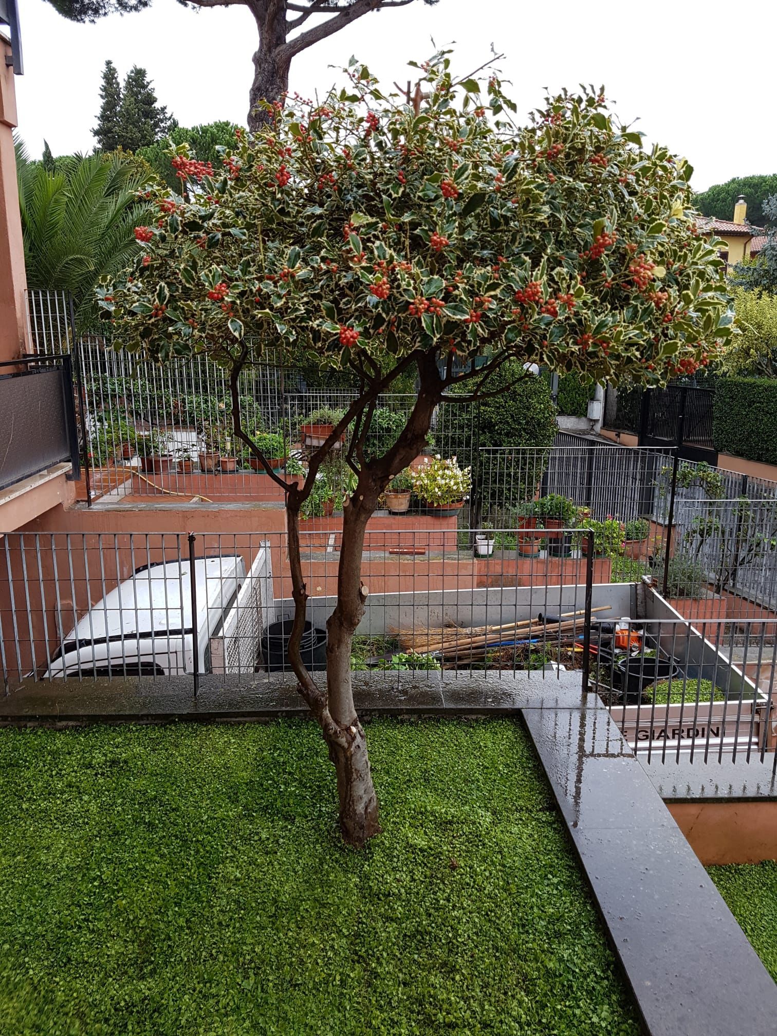 alberi