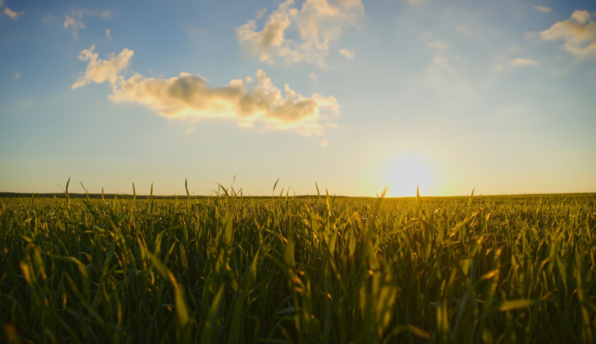 A field of green grass at sunrise with scattered clouds in a clear blue sky.