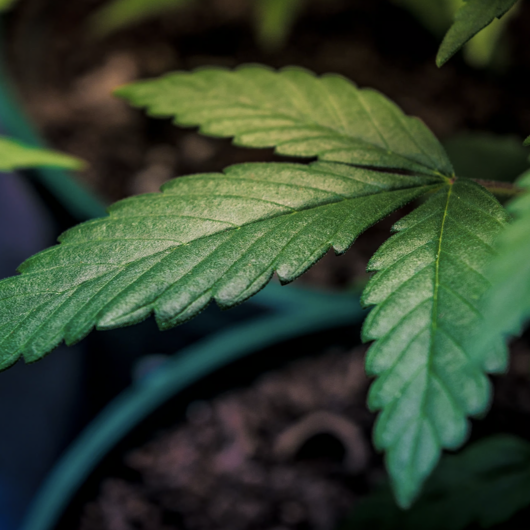 Picture of a cannabis leaf hanging off the plant.