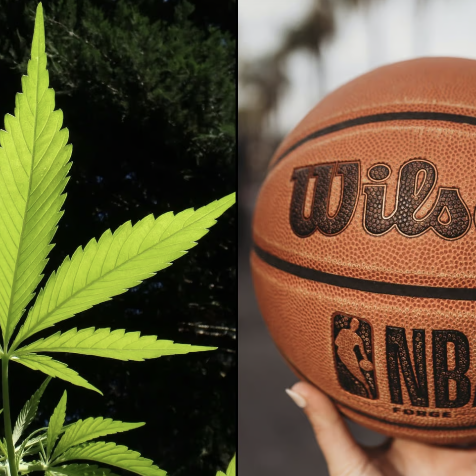 Picture of a cannabis plant next to a Wilson-branded NBA Basketball.
