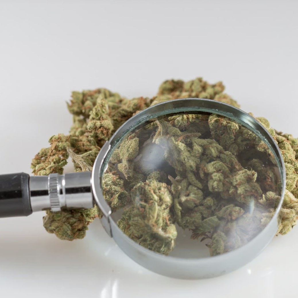 Picture of a magnifying glass looking at cannabis nugs.