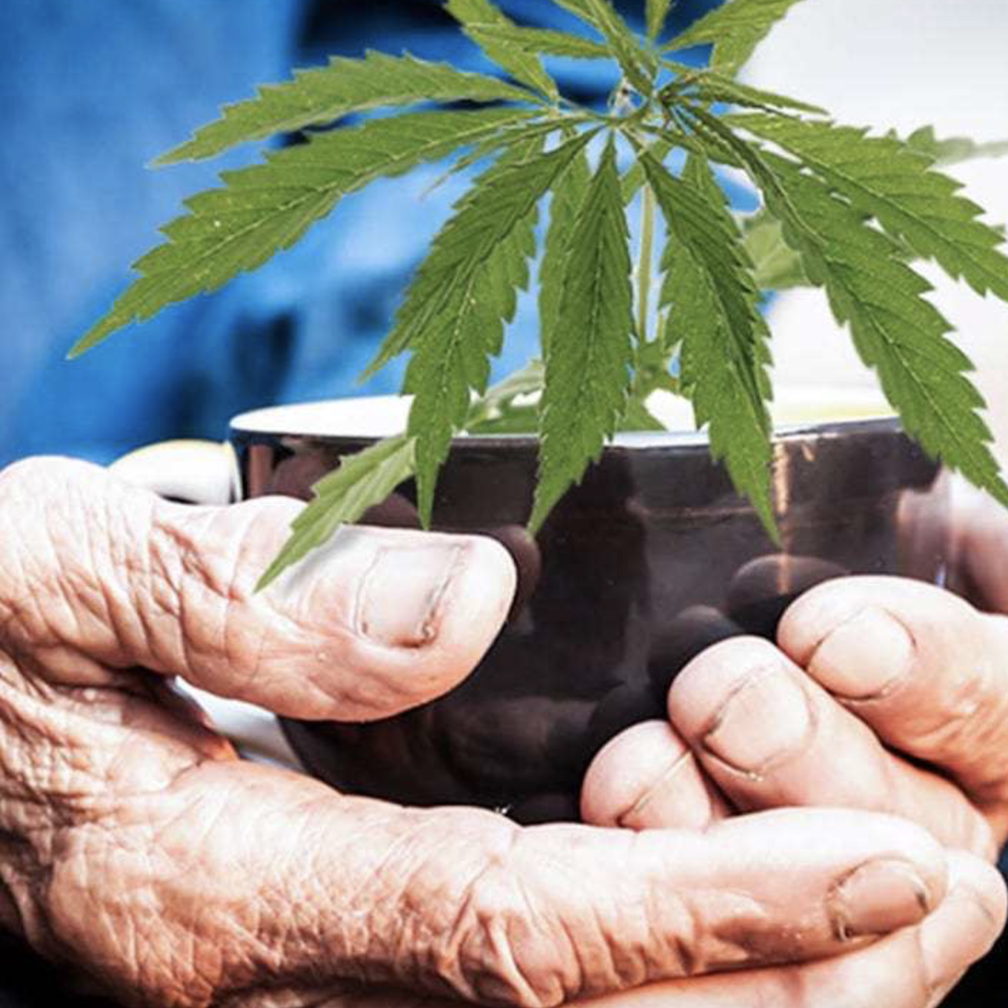 Picture of an elderly person holding a pot with a cannabis plant planted in it.