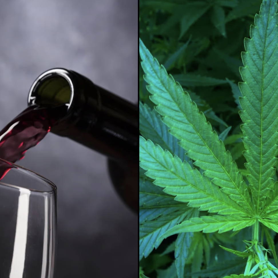 Picture of wine being poured into a wine glass next to a cannabis plant.