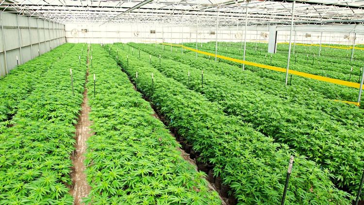 Rows of green cannabis plants are growing in a greenhouse.