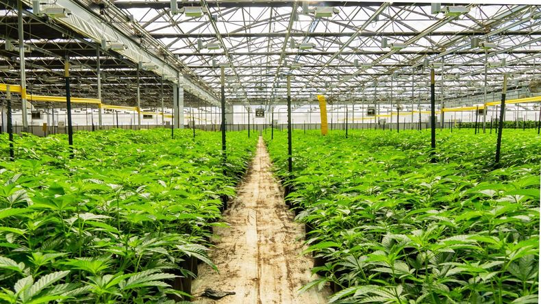 A greenhouse filled with lots of growing cannabis plants.