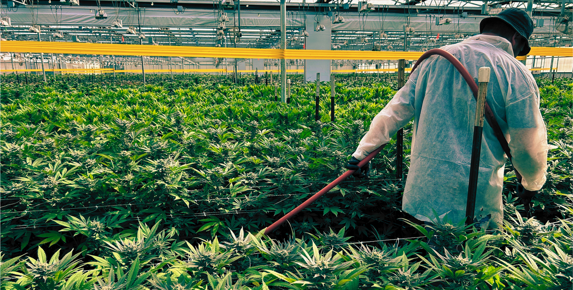 Licensed cannabis cultivator Pacific Reserve carefully hand-watering mature flowering plants in a sustainable indoor grow facility