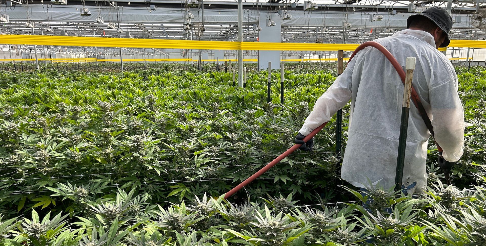 Licensed cannabis cultivator carefully hand-watering mature flowering plants in sustainable indoor grow facility