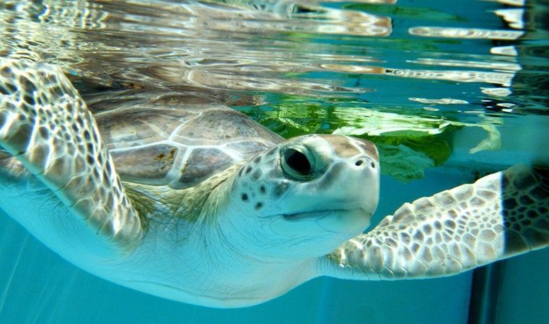 Sea Turtle in Juno Beach Florida