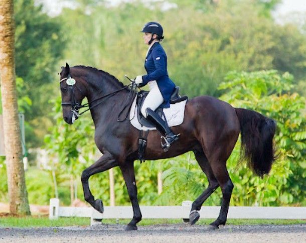 Equestrian Dressage  in Wellington, Florida