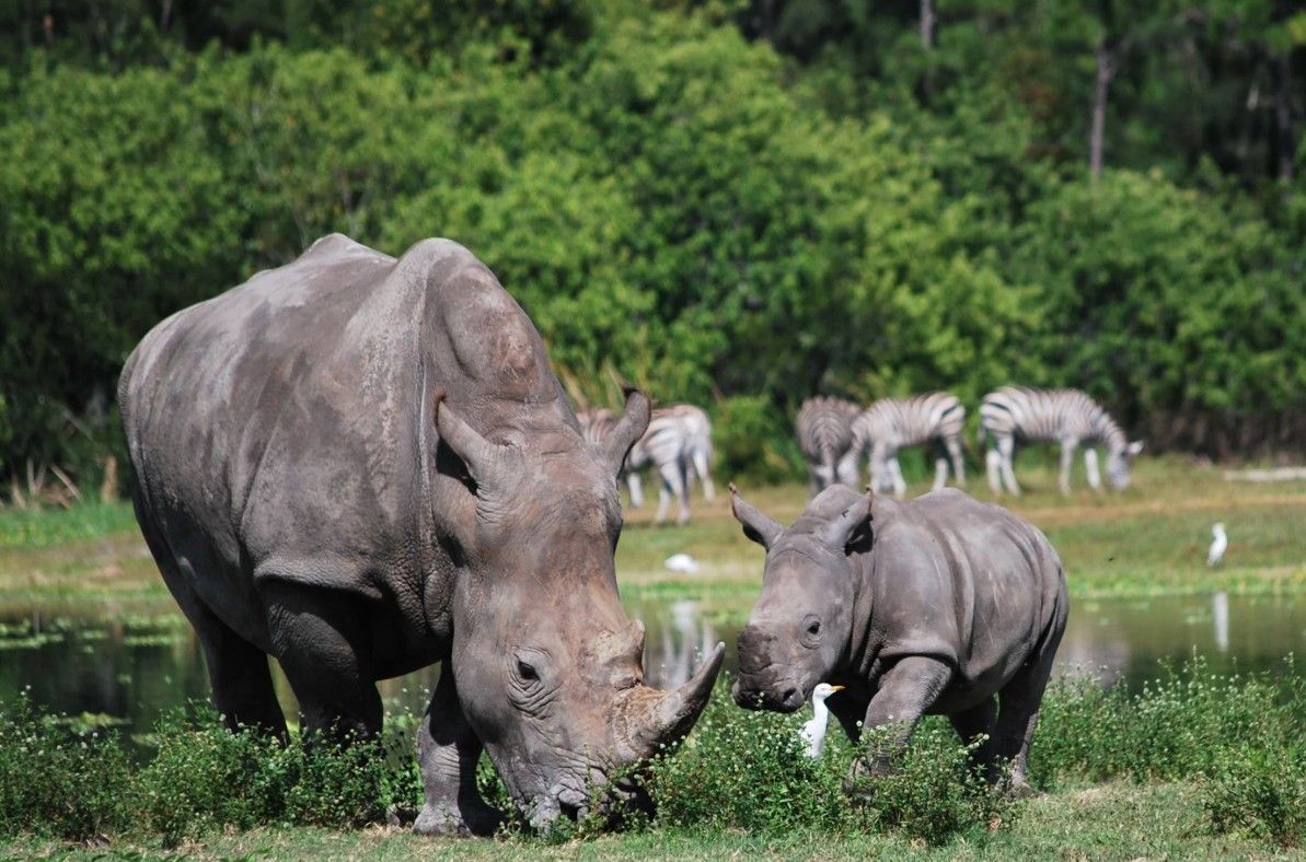 Large Grey Rhinos at Lion Country Safari in Wellington, Florida