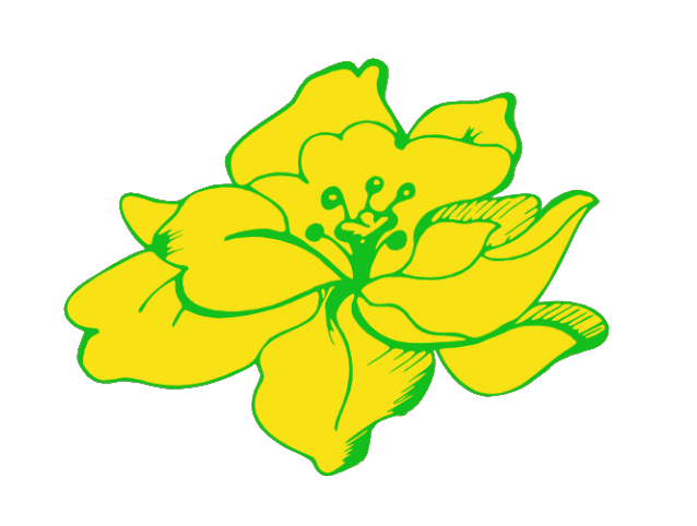 Blumen Fleischmann
