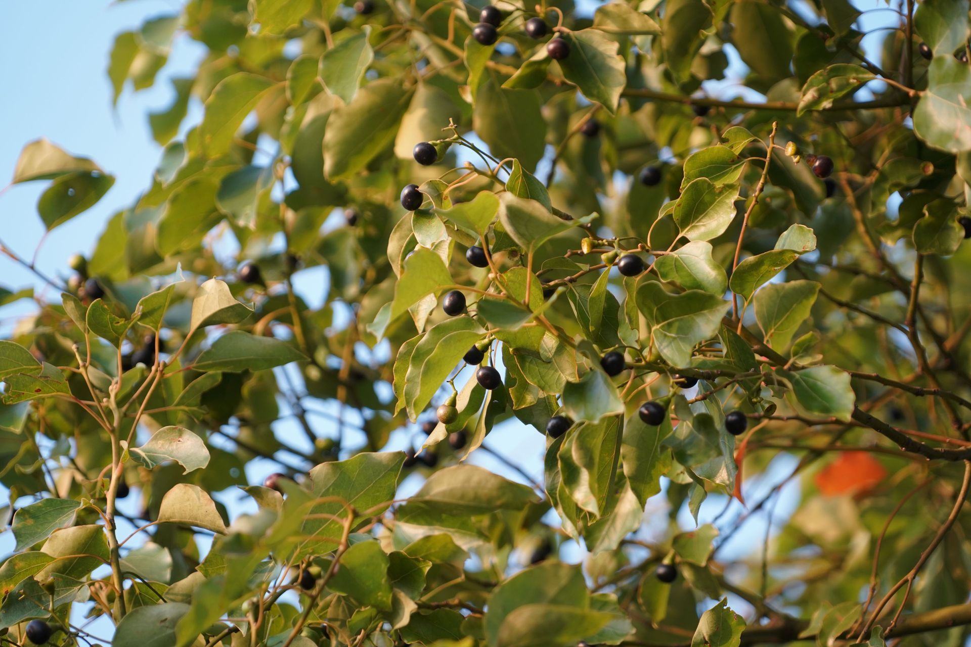 A close-up of foliage on a camphor tree.