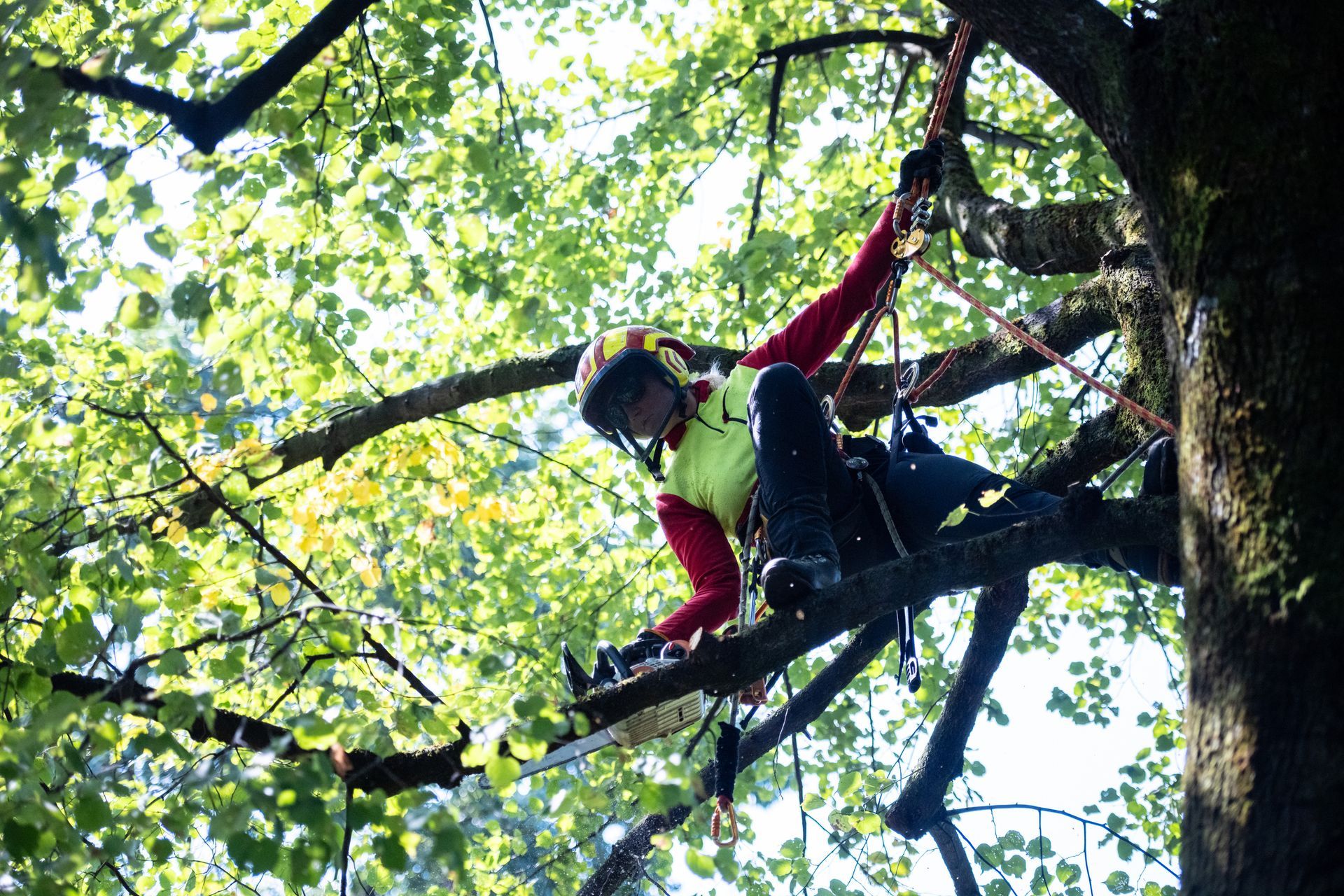 A man in a safety vest climbs a tree, performing careful and professional tree removal work.