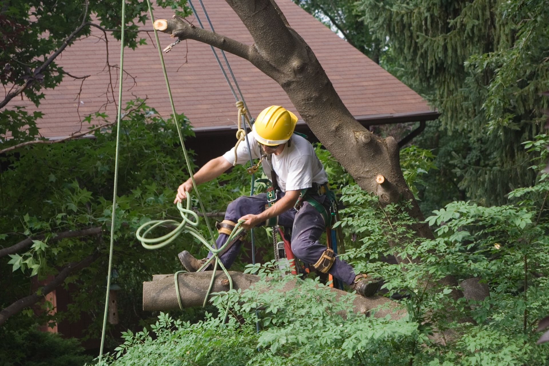 A man in a hard hat and safety vest is trimming branches, ensuring safe tree removal services.