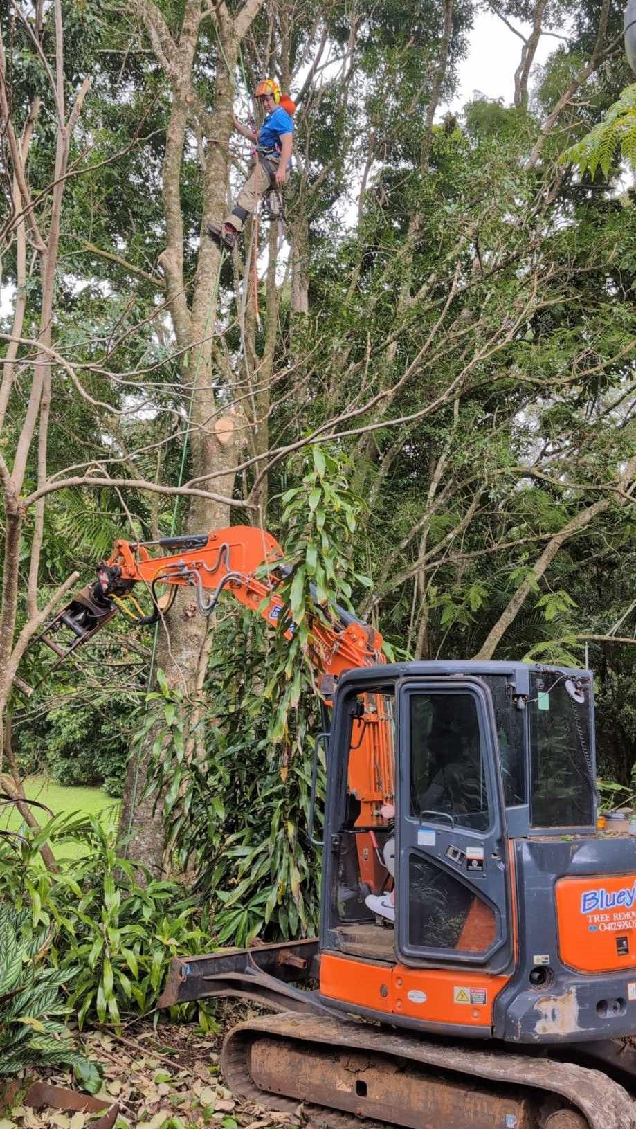 A man is climbing a tree next to a bulldozer