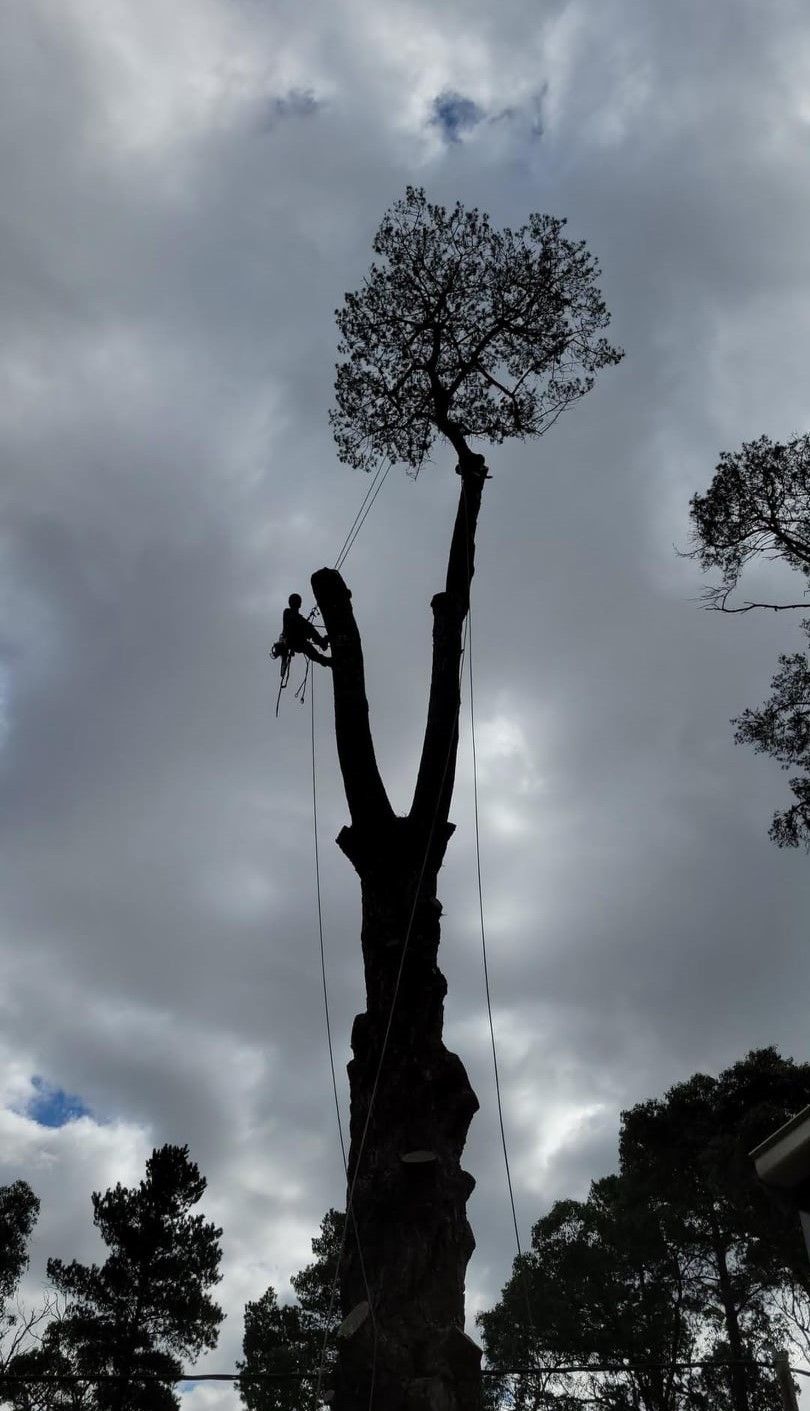 A silhouette of a tree being cut down with a cloudy sky in the background