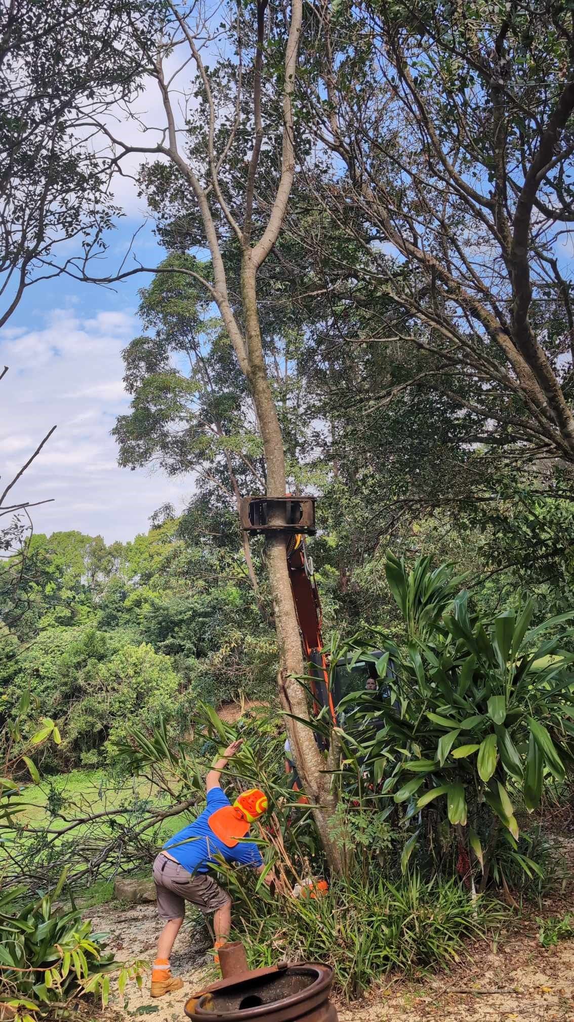 A man is cutting down a tree with a chainsaw.