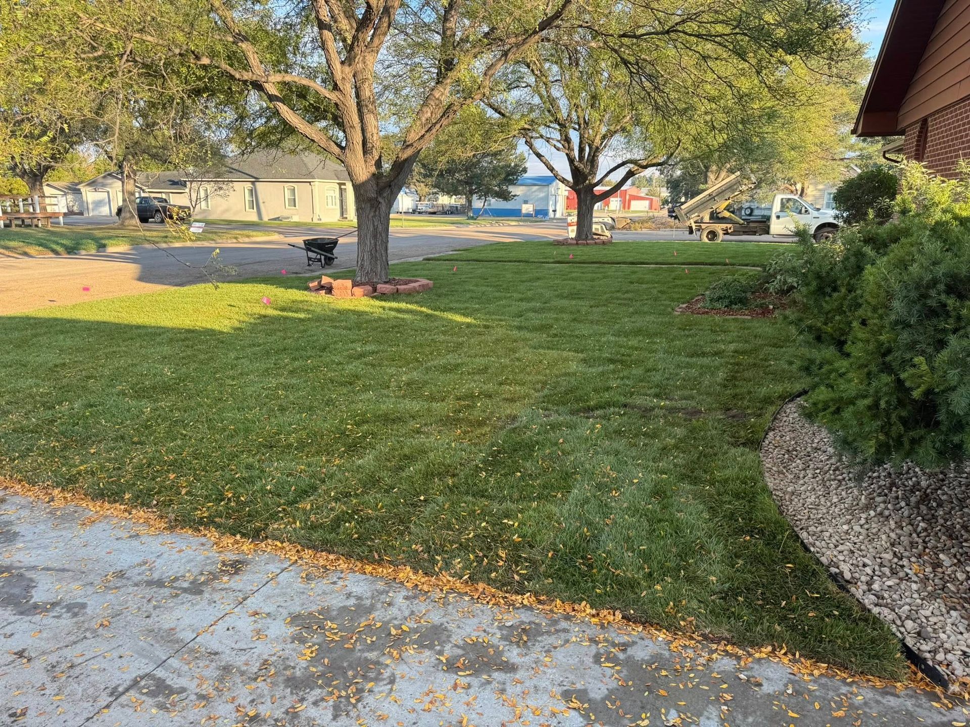 Suburban front yard with large tree, green lawn, sidewalk, and bushes on a sunny day