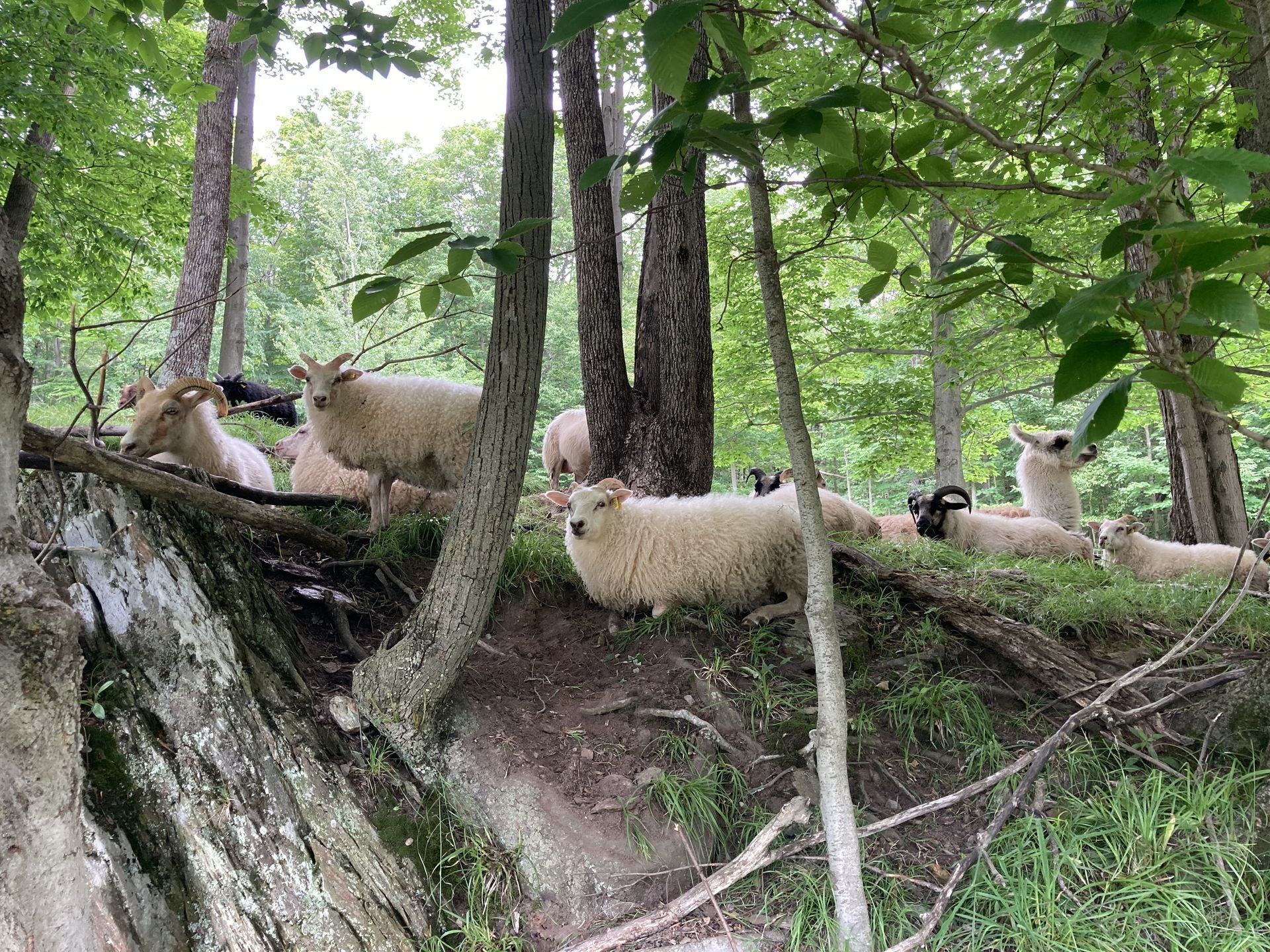 Sheep resting on a hillside amongst trees. Most are white with some with black faces and horns.