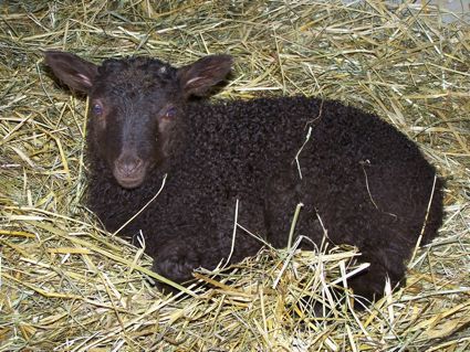 Black lamb resting in a bed of hay, looking directly at the camera.