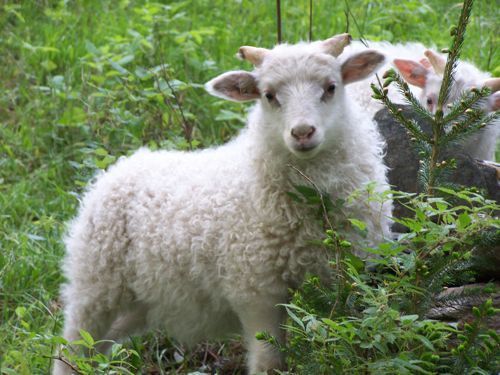 A fluffy white lamb with small horns stands in green foliage, looking directly at the viewer.