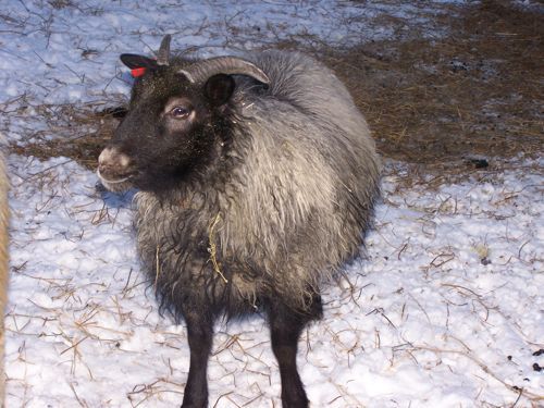 A gray sheep with a black face and legs stands in snow-covered ground. It has small horns and a red tag in its ear.
