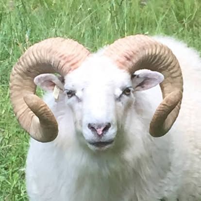 White ram with large, curved horns looking directly at the camera in a grassy field.