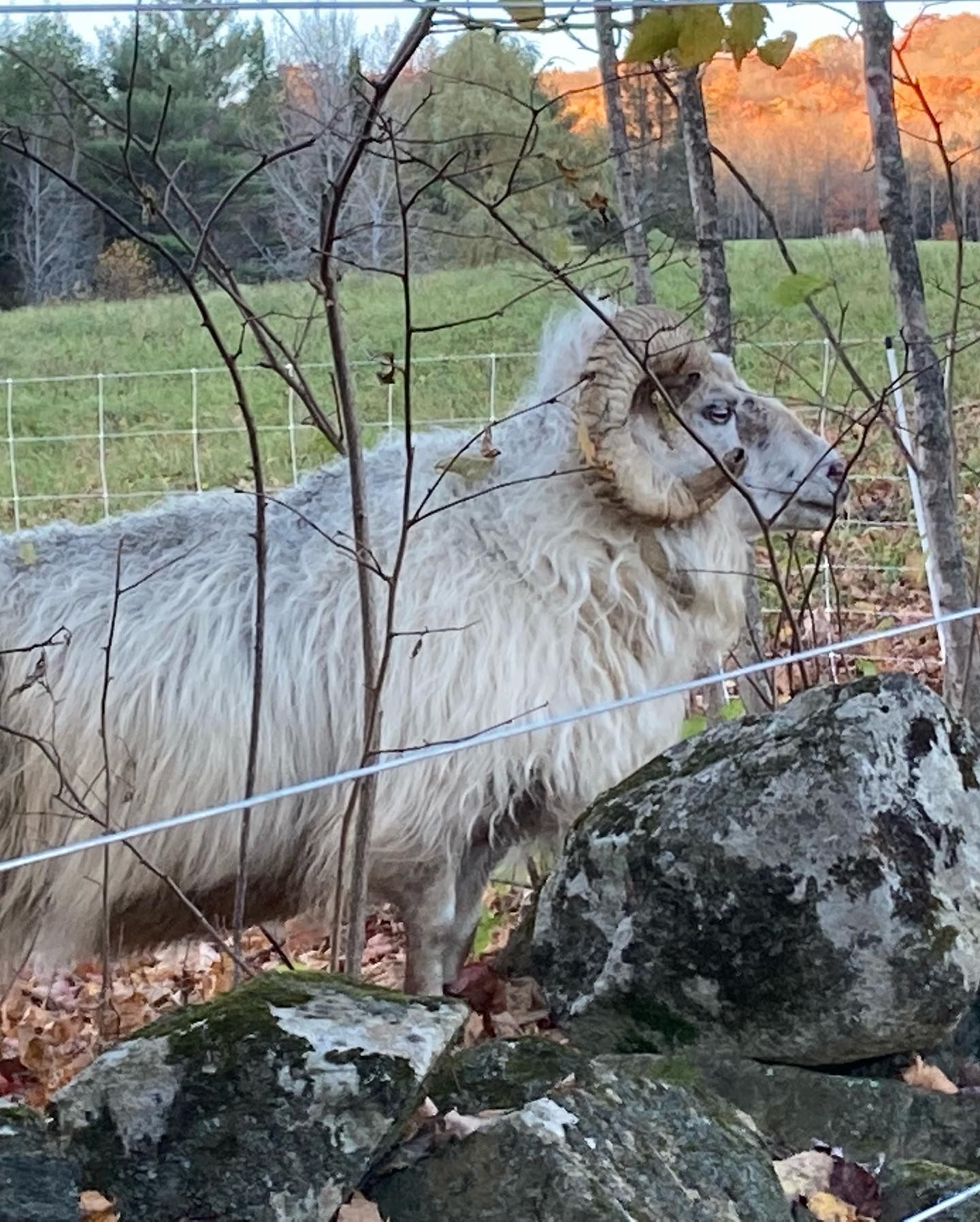 A large, white ram with curled horns stands behind a fence. It's near a stone wall, and a green field is in the background.
