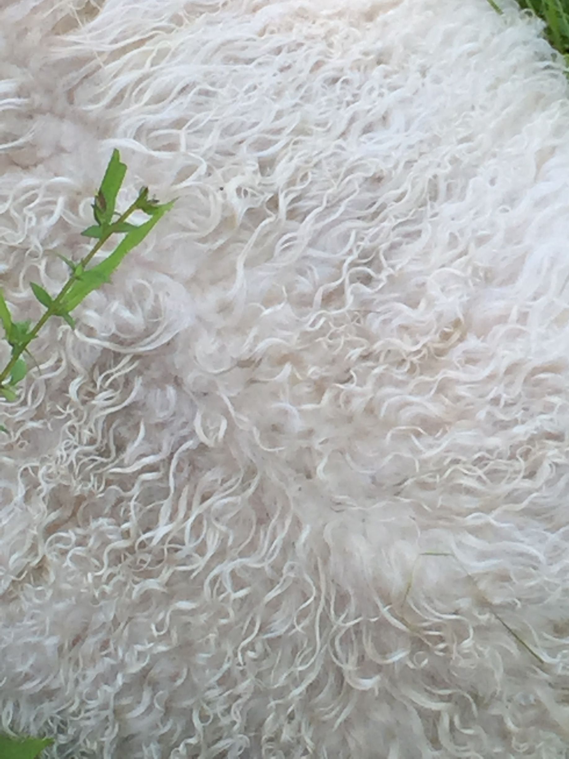 Close-up of white, curly fur with a few blades of green grass in the corner.